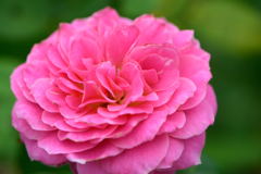 薔薇　クロードモネ