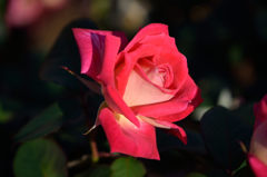 秋薔薇　コロラマ