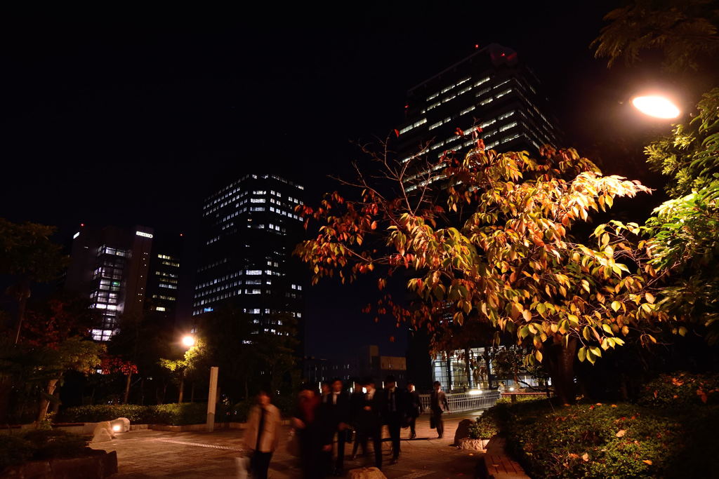 夜桜　紅葉