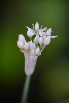 ニラの花　２