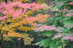 森林公園の紅葉　９