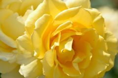 春薔薇の思い出03　インカ