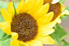 ヒマワリ　ビッグスマイル