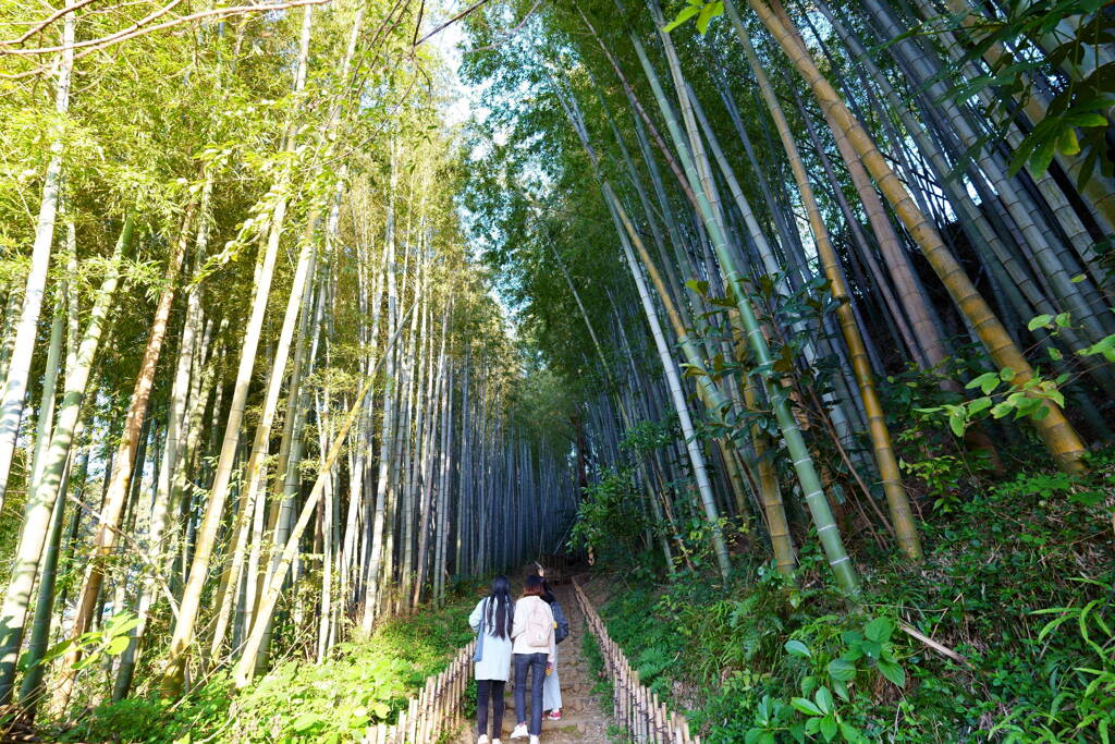 ひよどり坂　下