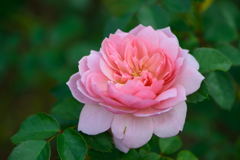 薔薇　アン　ブリン