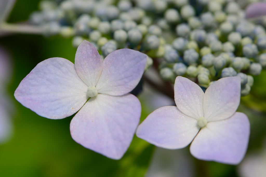 紫陽花　キラキラ