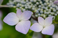 紫陽花　キラキラ