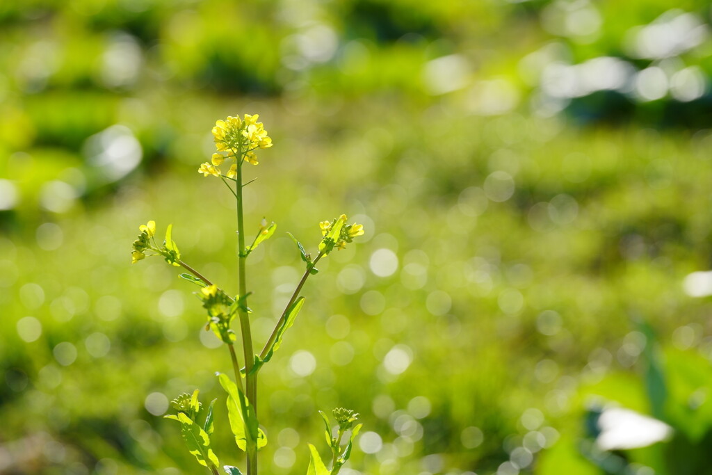 菜の花　２