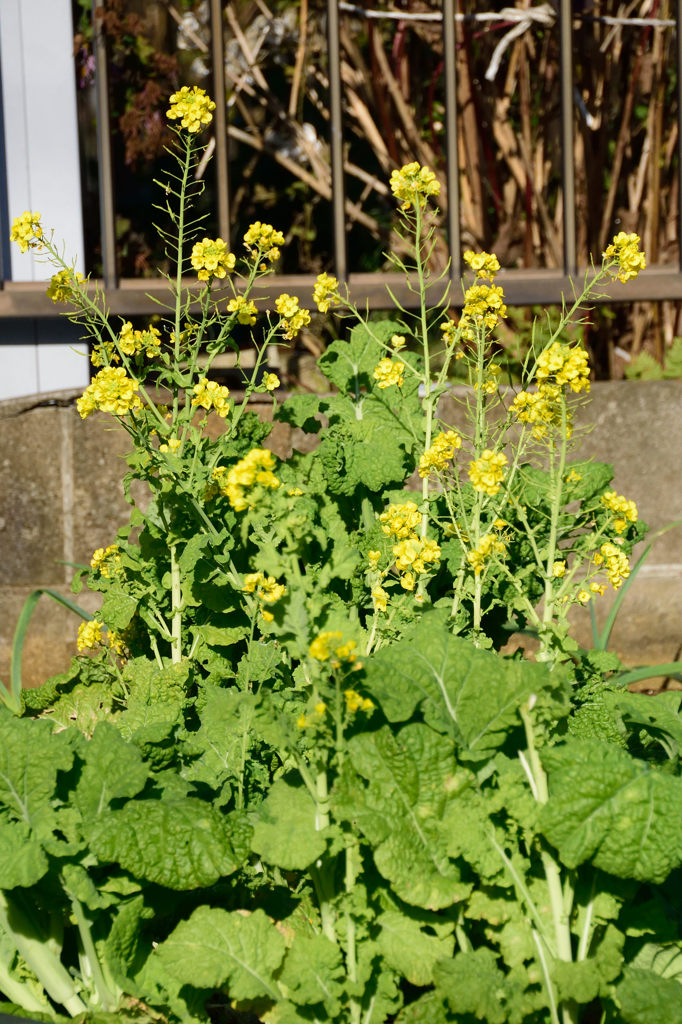師走なのに菜の花
