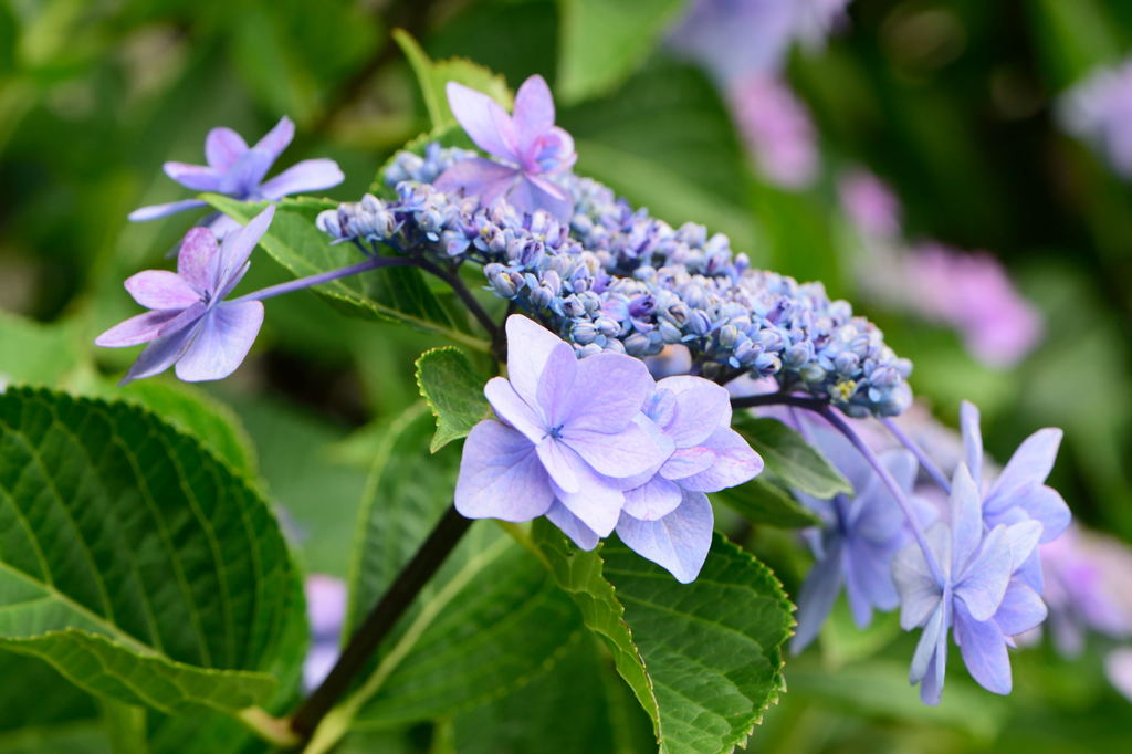 紫陽花
