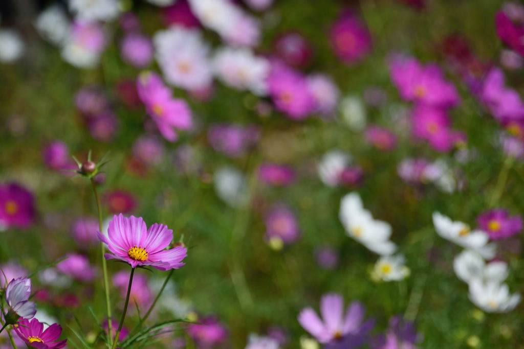 コスモス　２