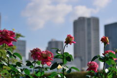 薔薇　希望