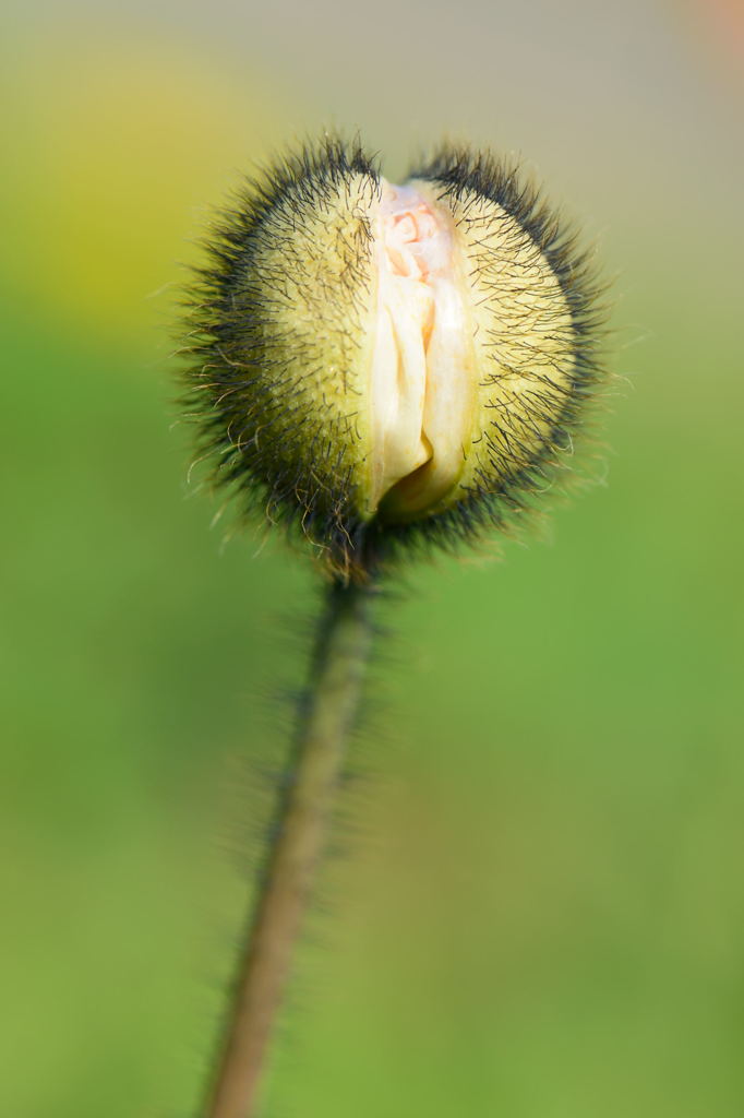 アイスランドポピー　蕾割