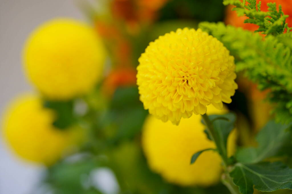 ポンポン菊