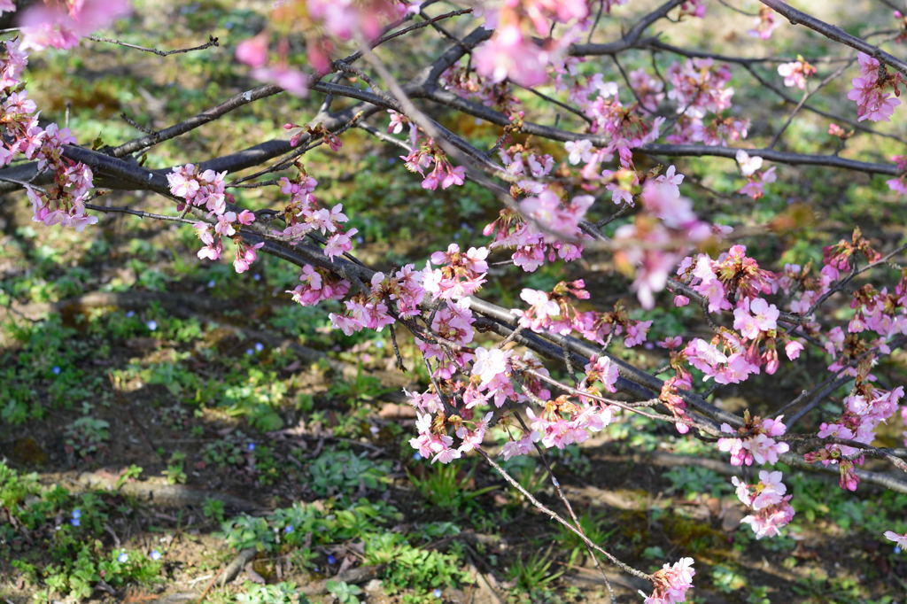 桜とオオイヌノフグリ