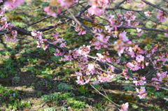 桜とオオイヌノフグリ