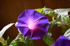 朝顔　紫丸咲