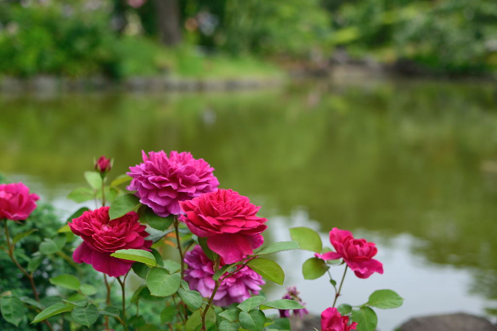 薔薇　ザ　ダーク　レディー