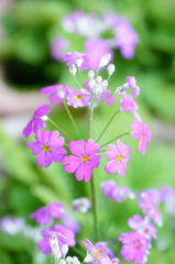 西洋桜草