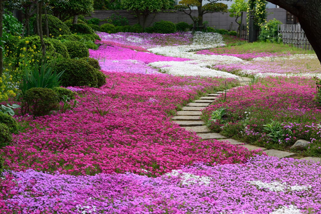 芝桜