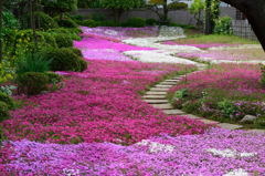 芝桜