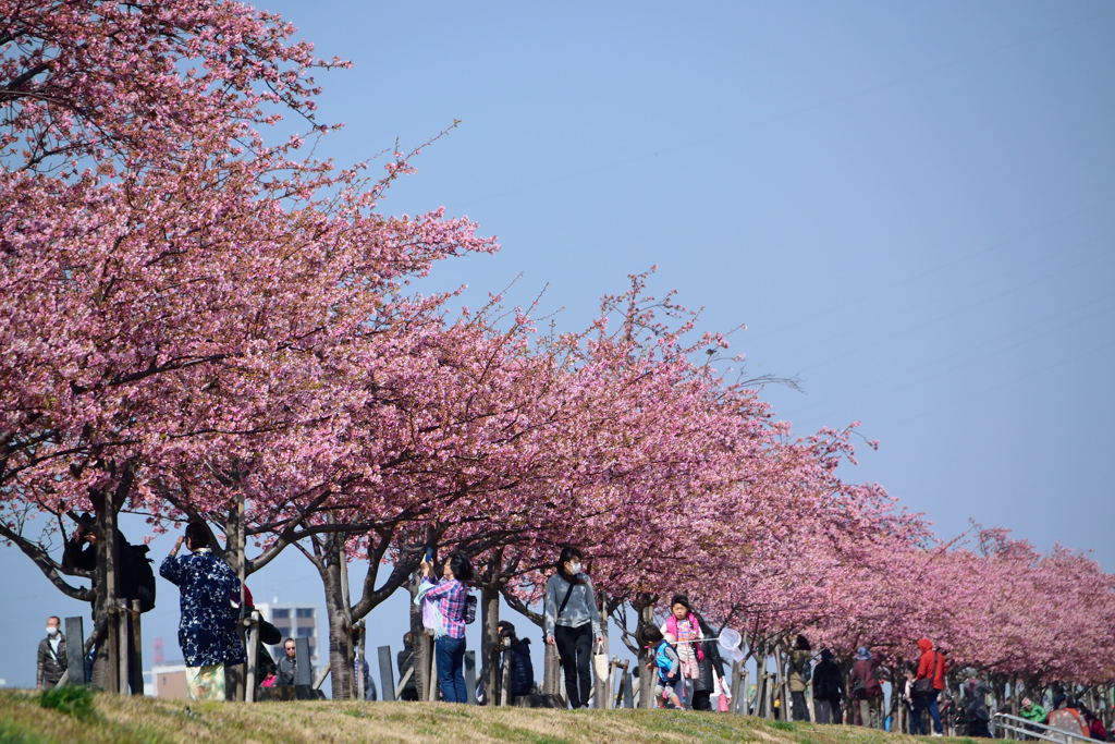 思い思いの河津桜並木