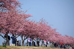 思い思いの河津桜並木