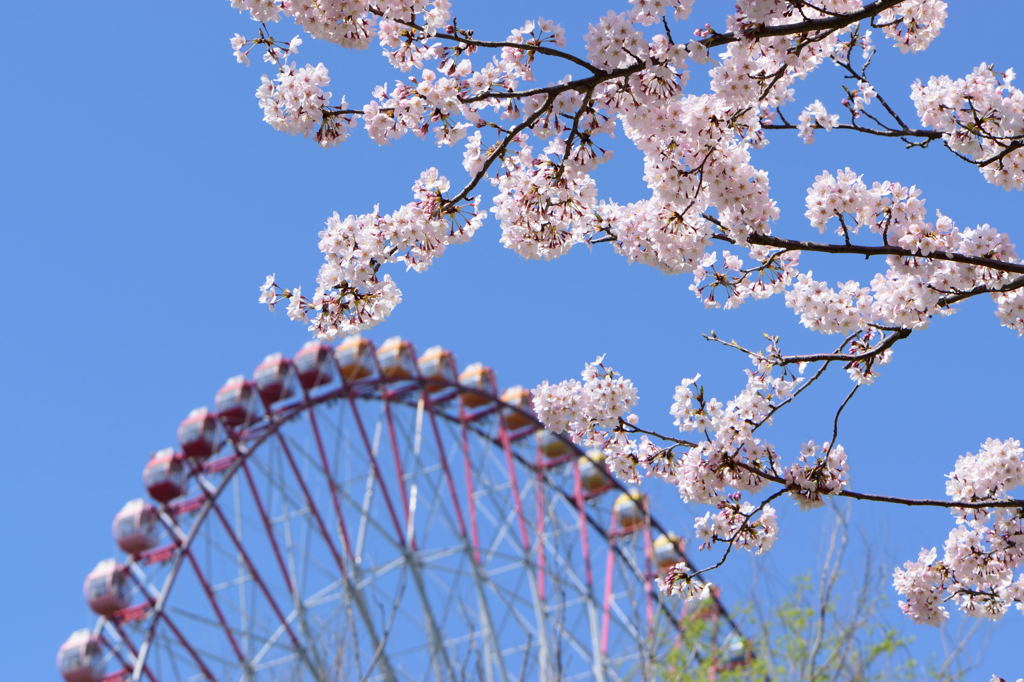 ソメイヨシノと観覧車