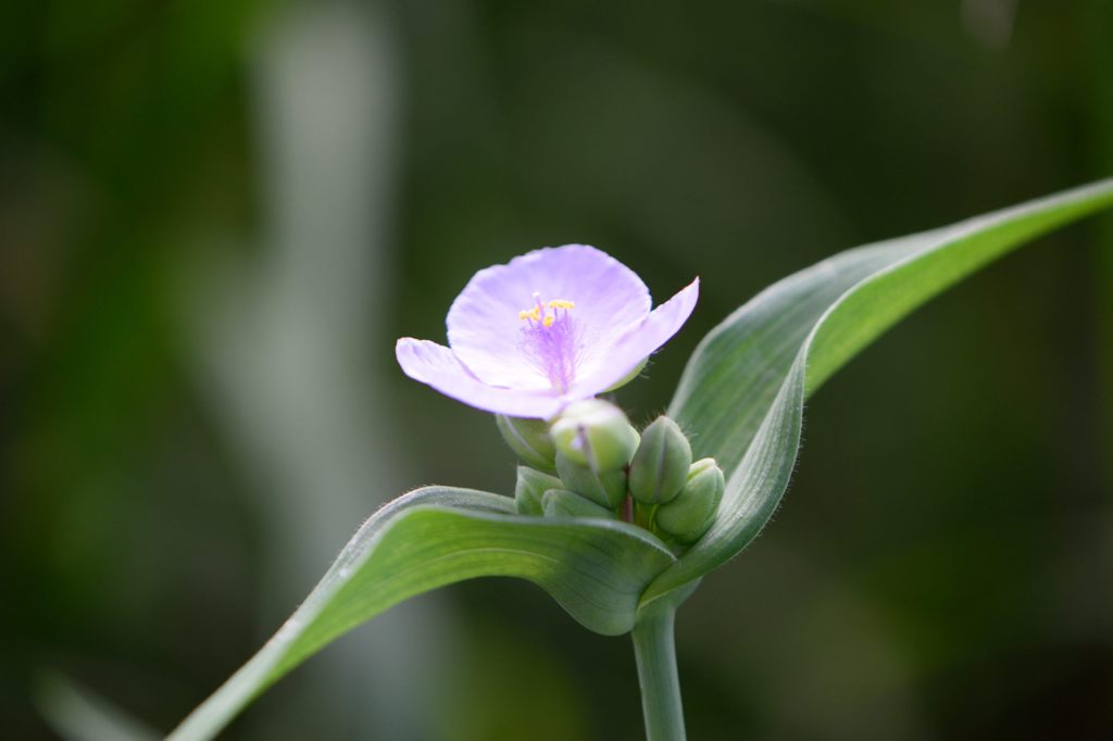 露草　斜