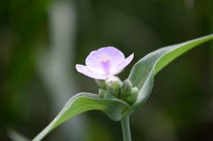 露草　斜