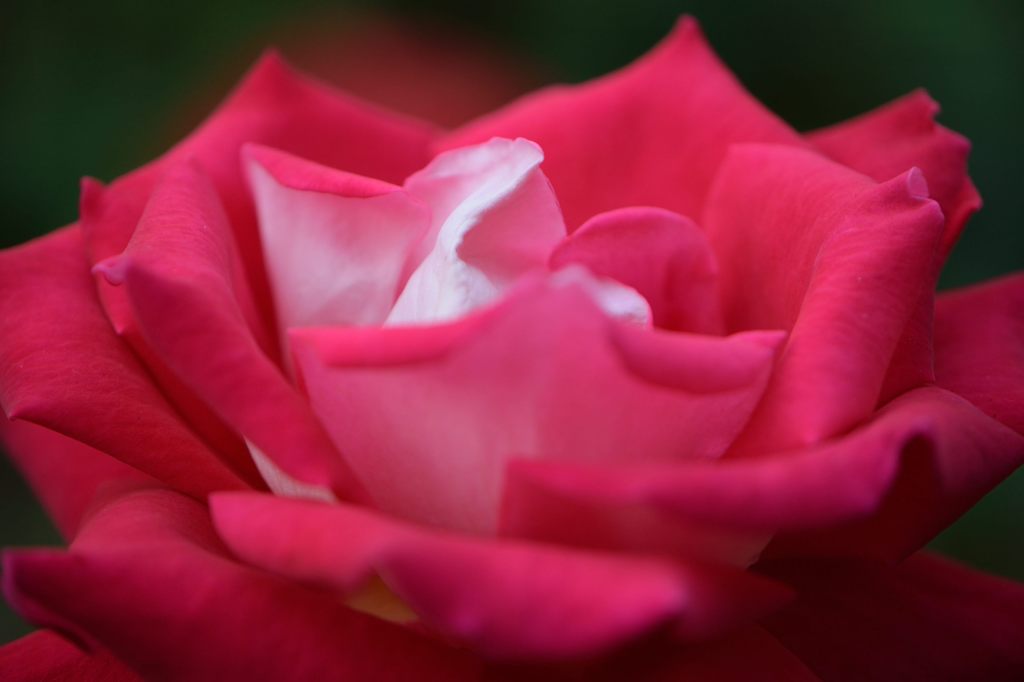 春薔薇の思い出22 