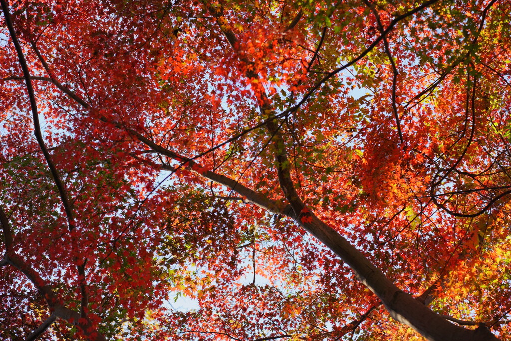 紅葉