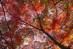 紅葉