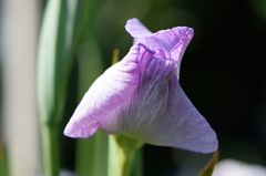 花菖蒲、開きかけかな？