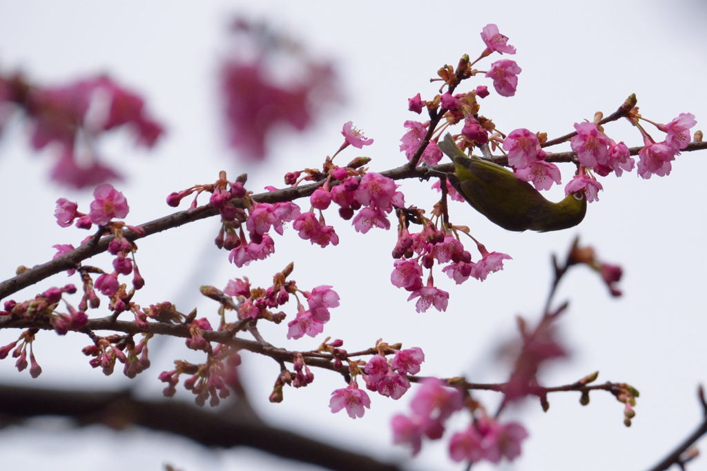 サクジロー　１