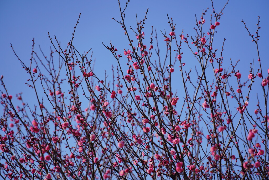 向かいの公園では