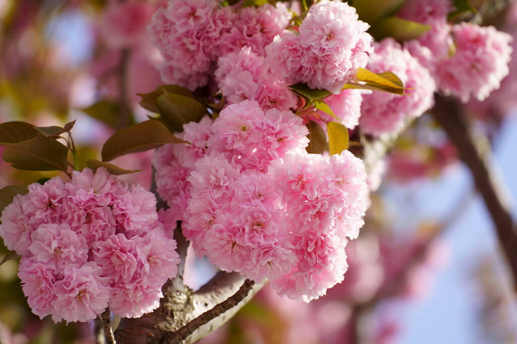 桜　関山