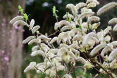 このもじゃもじゃは？？？