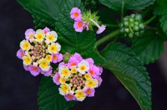 ランタナの花と実