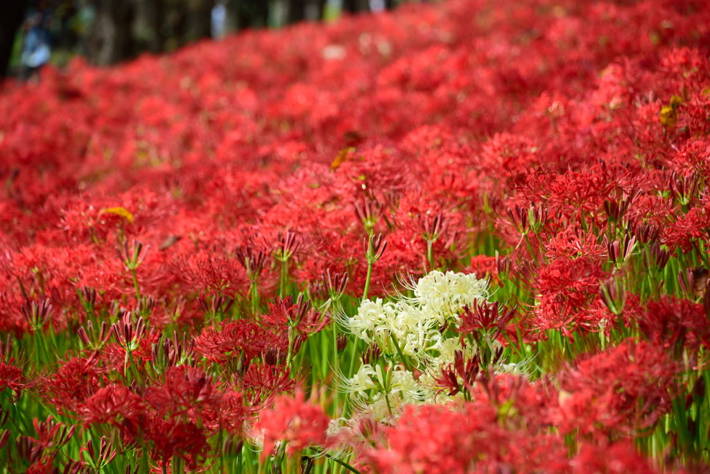 権現堂　彼岸花　３