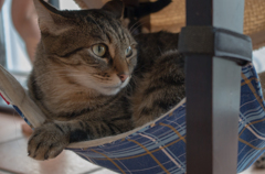 猫カフェにて①