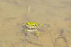カエル