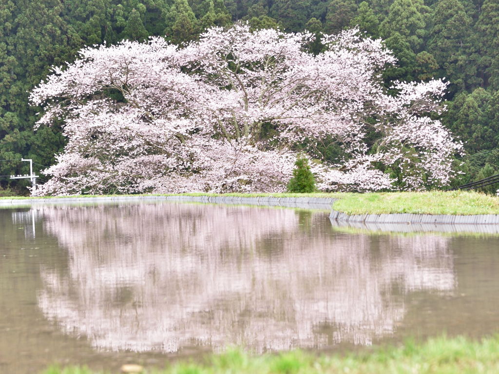 諸木野の桜