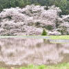 諸木野の桜