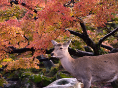 あおによし
