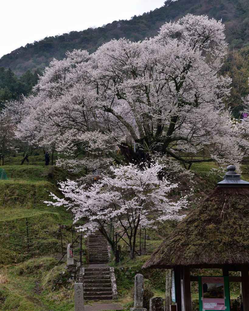 千年桜