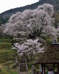 千年桜
