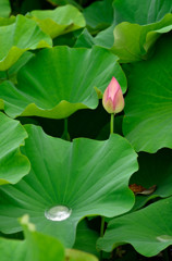浄土