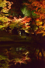 高台寺の紅葉