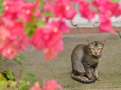 シャムの猫